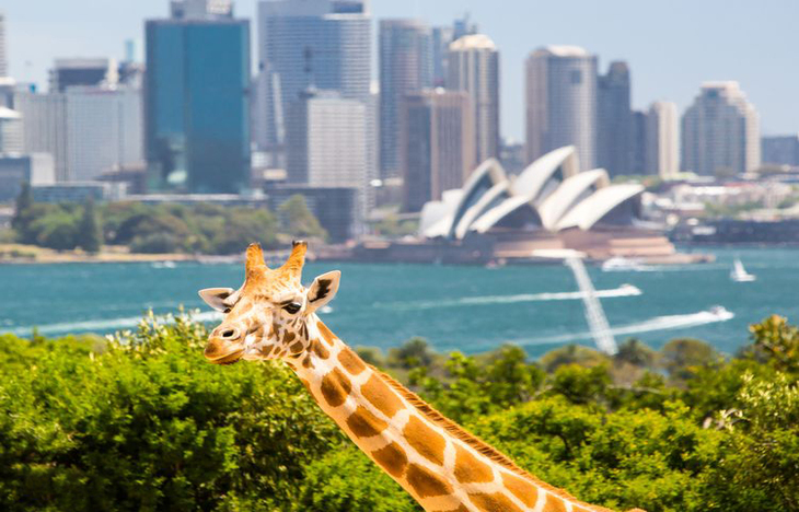 Du Lịch Úc - Newzealand: Hà Nội - Sydney - Auckland - Rotorua 9 Ngày Bay Vietnam Airlines